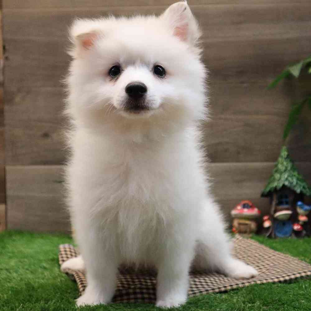 Male American Eskimo Puppy for sale