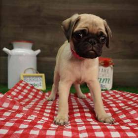 Pug
