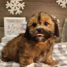 Lhasa Shorkie