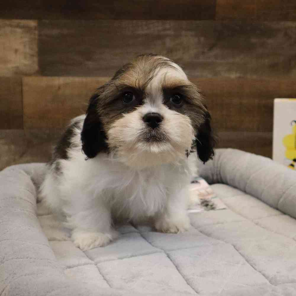 Male Cavatzu Puppy for sale