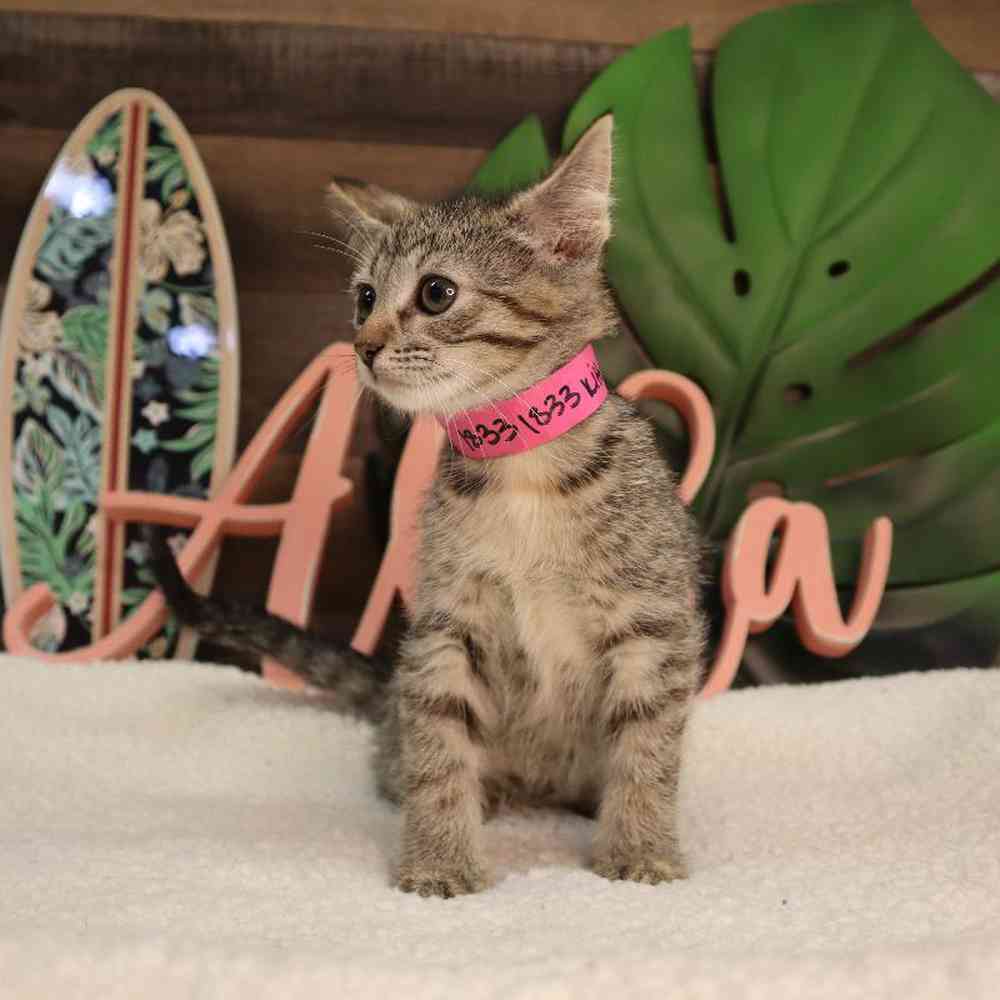Female Kitten Kitten for Sale in Blaine, MN