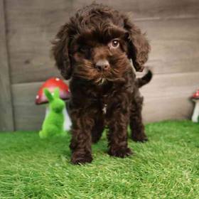 Cockapoo