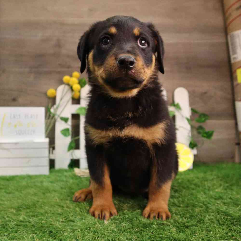 Female Rottweiler Puppy for Sale in Blaine, MN