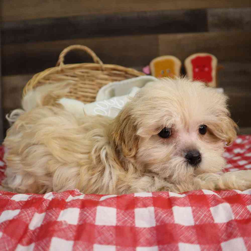 Male Maltipoo Puppy for Sale in Blaine, MN