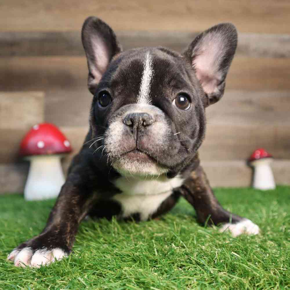 Female French Bulldog Puppy for Sale in Blaine, MN