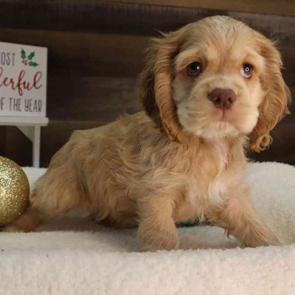 Male Cocker Spaniel Puppy for Sale in Blaine, MN