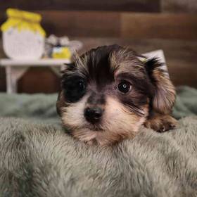 Morkie