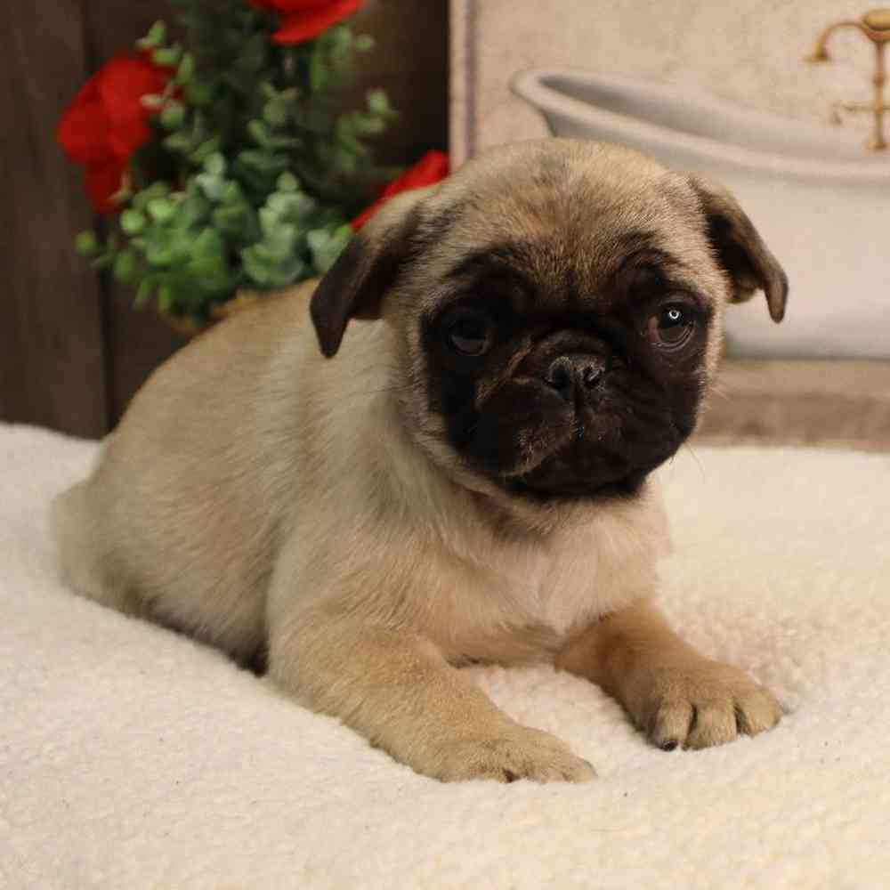 Female Pug Puppy for Sale in Blaine, MN