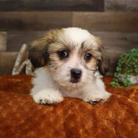 Teddy Bear