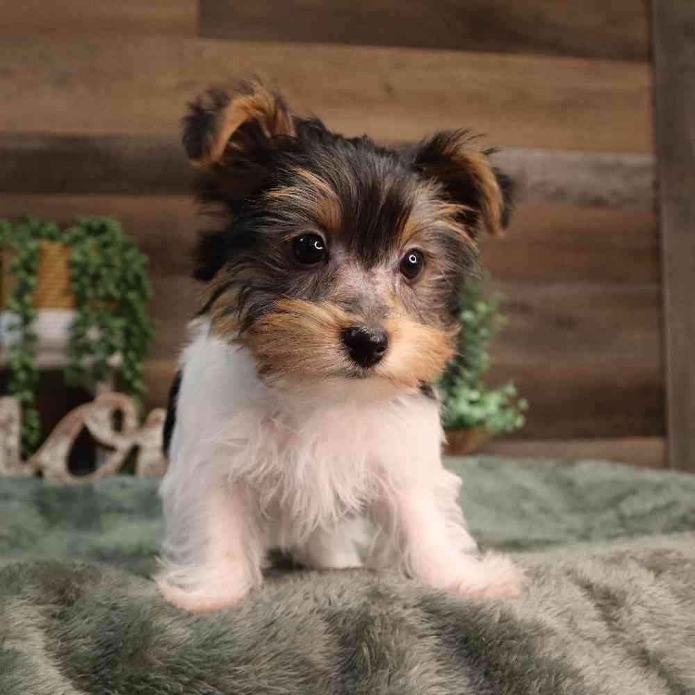 Male Yorkshire Terrier Puppy for Sale in Blaine, MN