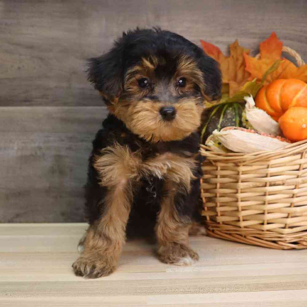 Female Bichon-Poodle-Yorkie Puppy for sale