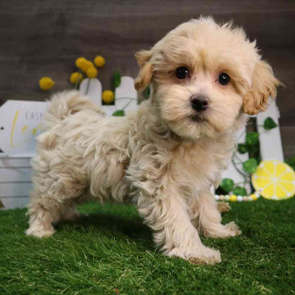 Male Maltipoo Puppy for Sale in Blaine, MN