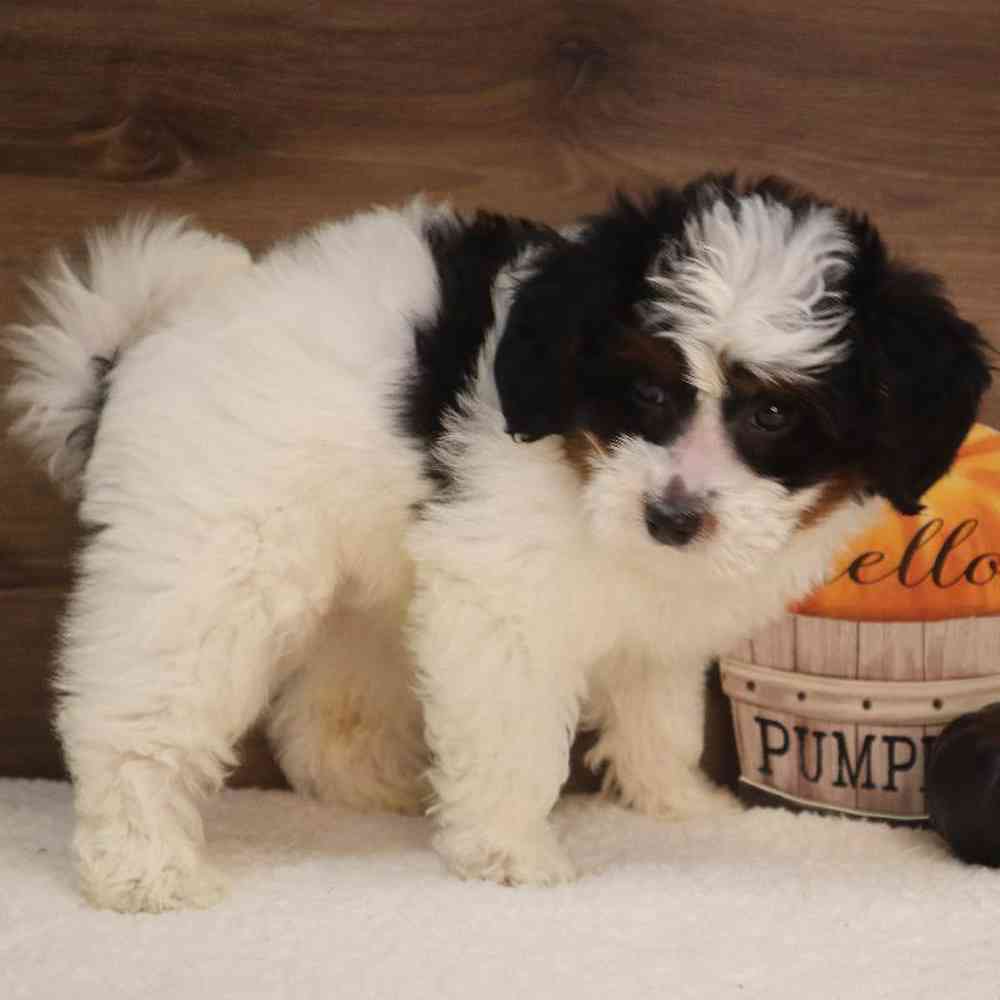 Female Mini BerneDoodle Puppy for sale