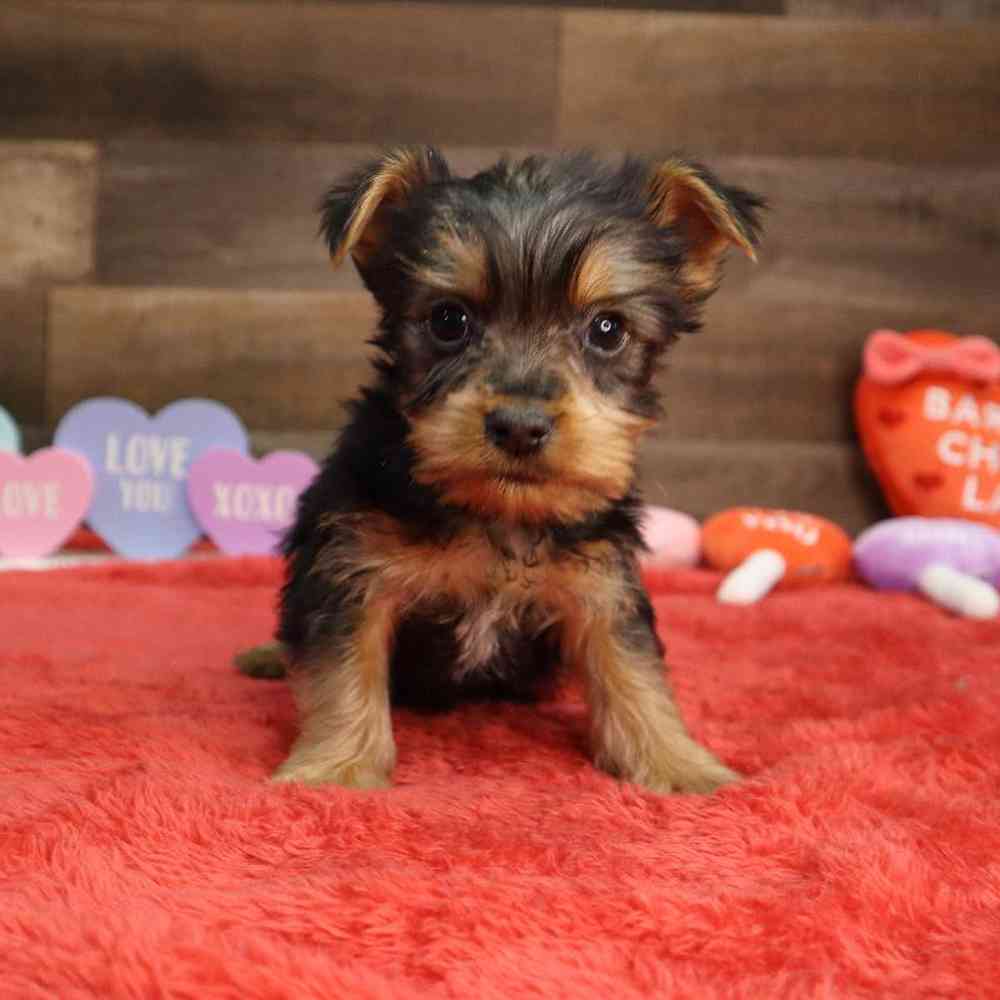 Male Silky Terrier Puppy for Sale in Blaine, MN