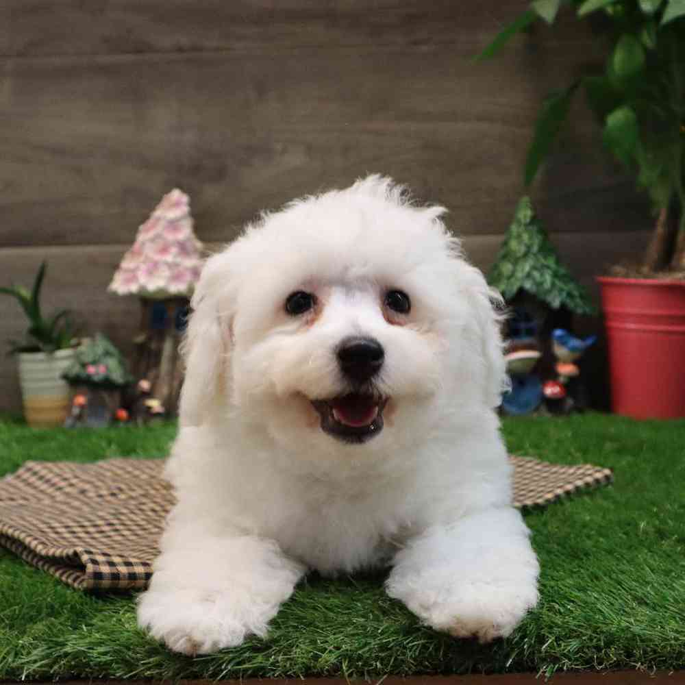 Male Bichon Frise Puppy for sale