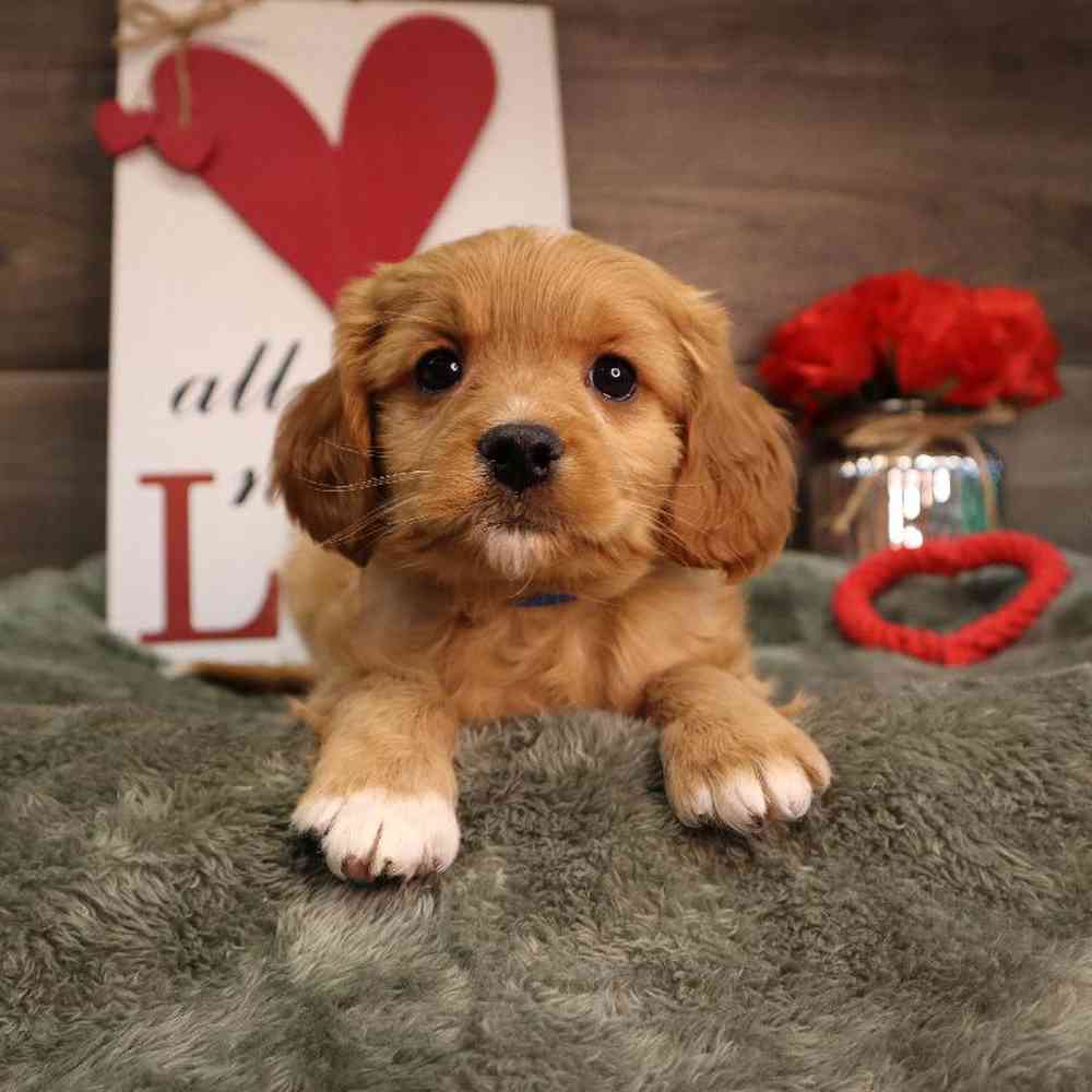 Male Cavapoo Puppy for Sale in Blaine, MN