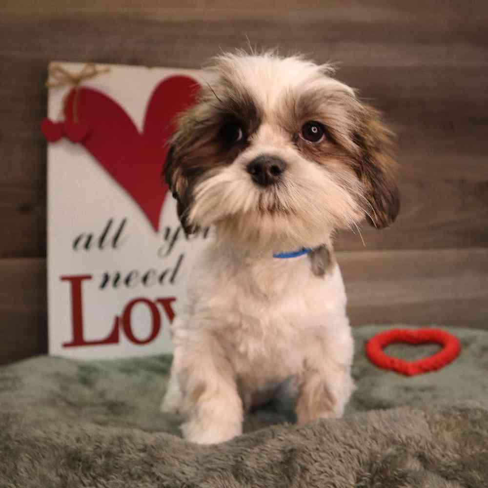 Male Shorkie Puppy for Sale in Blaine, MN