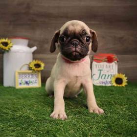 Pug