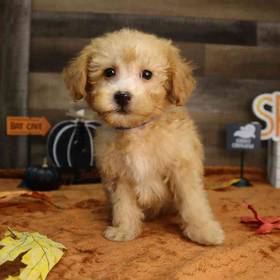 Mini Poodle