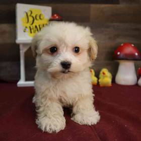 Maltipoo
