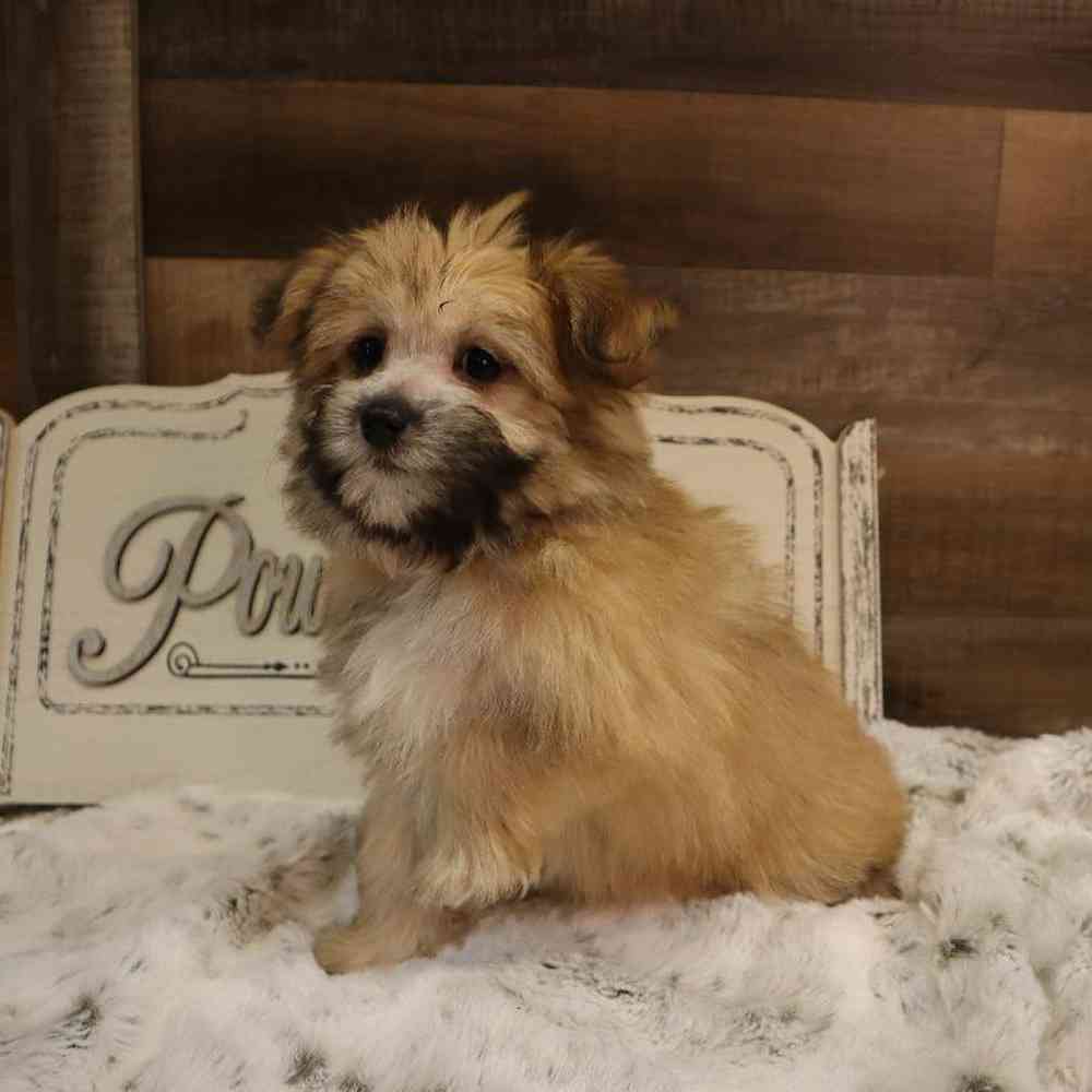 Female PomChi-Maltese Puppy for sale
