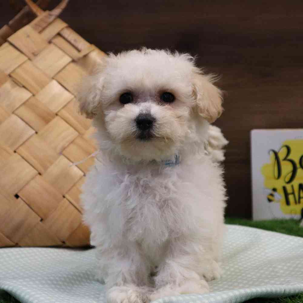 Female Bichon Frise Puppy for sale