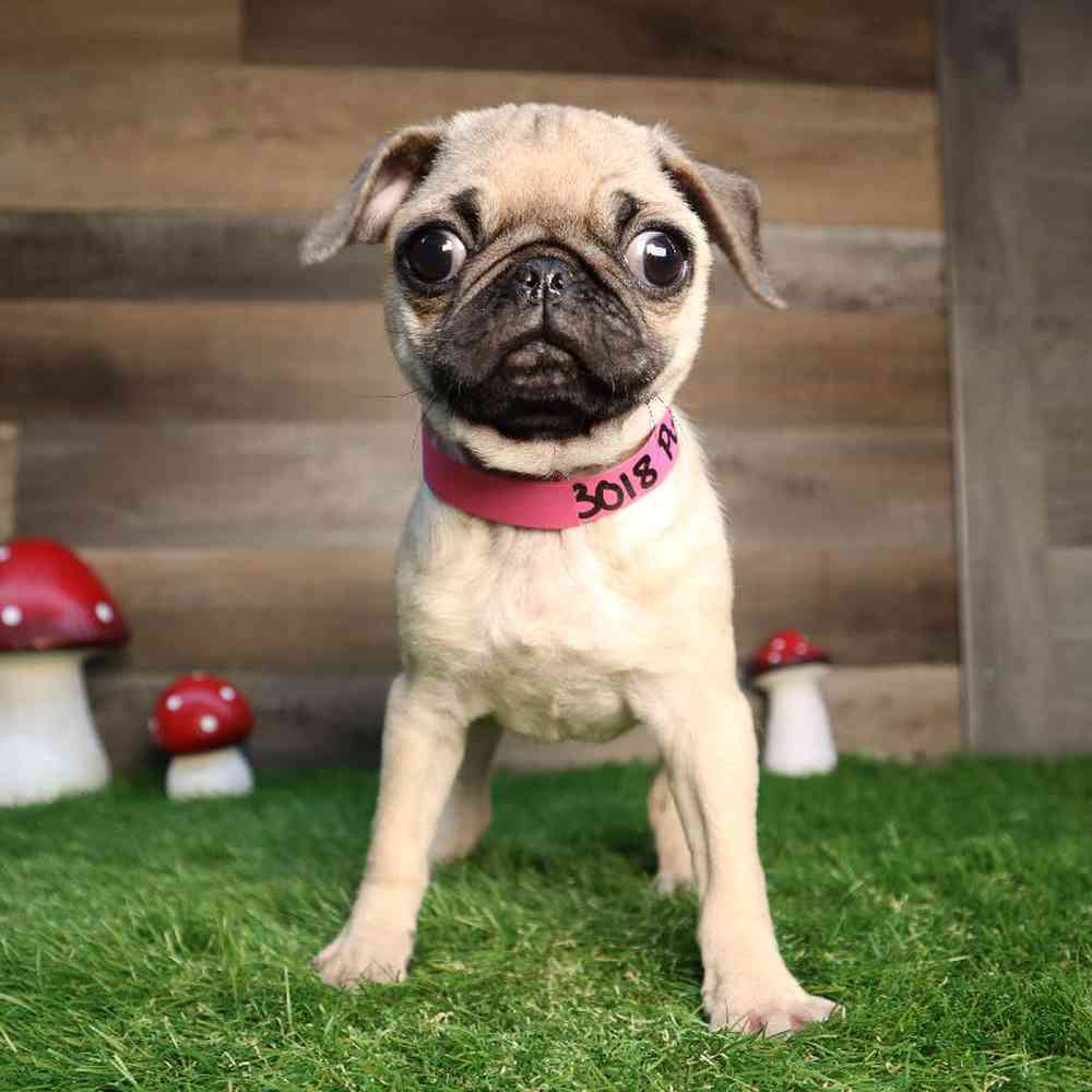 Female Pug Puppy for Sale in Blaine, MN